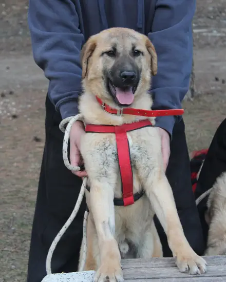 Kuzey adlı köpeğin fotoğrafı