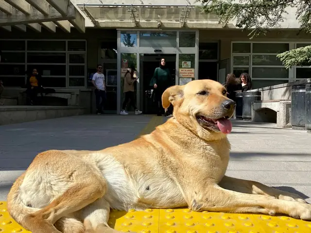 Latte adlı köpeğin fotoğrafı