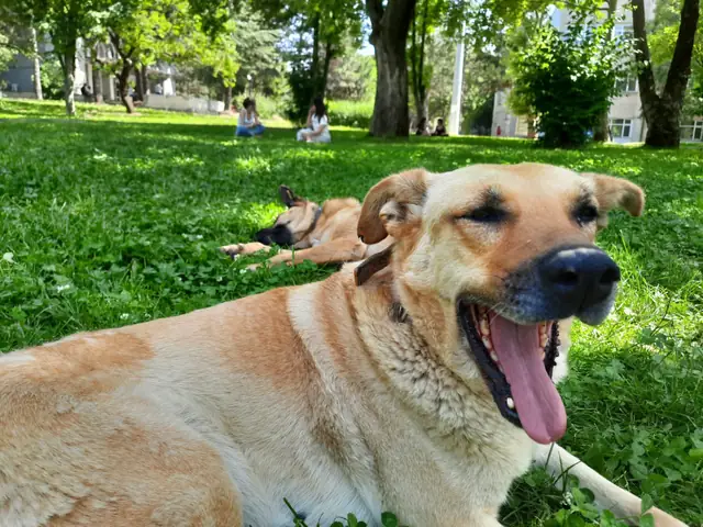 Latte adlı köpeğin fotoğrafı