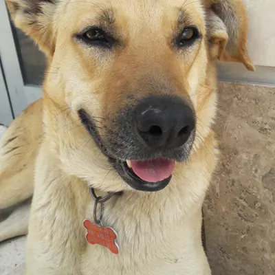 Latte adlı köpeğin fotoğrafı