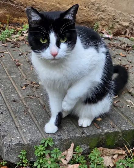 Lino adlı kedinin fotoğrafı