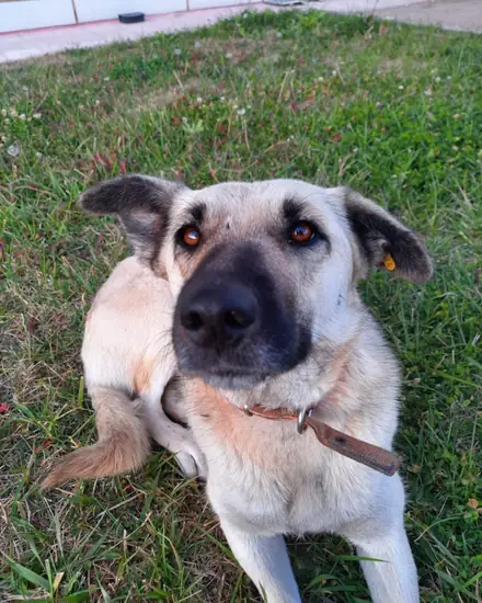Lotus adlı köpeğin fotoğrafı
