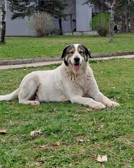 Maskeli adlı köpeğin fotoğrafı