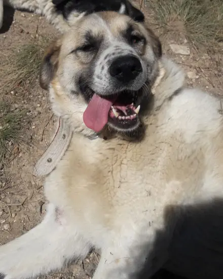 Mathilda adlı köpeğin fotoğrafı