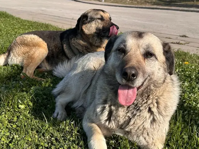 Nazmi Lucy adlı köpeğin fotoğrafı
