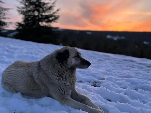 Nazmi Lucy adlı köpeğin fotoğrafı