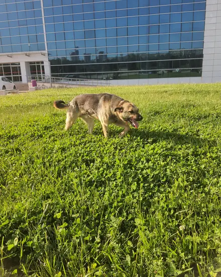 Necati adlı köpeğin fotoğrafı