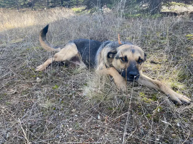 Necati adlı köpeğin fotoğrafı