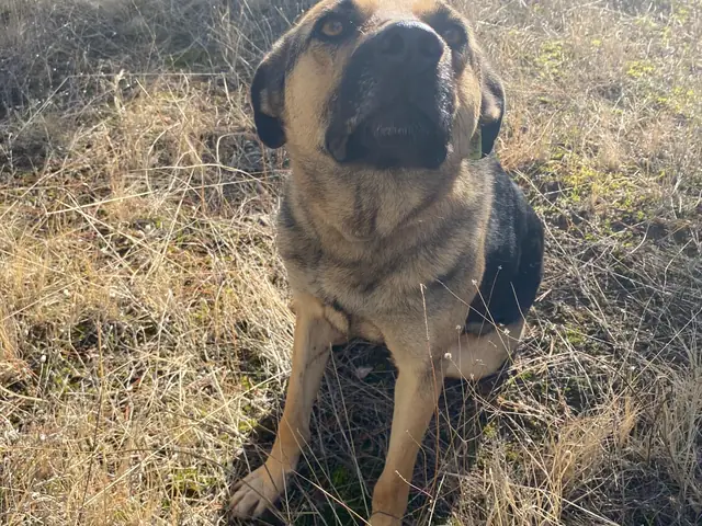 Necati adlı köpeğin fotoğrafı