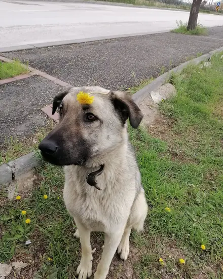 Pascal adlı köpeğin fotoğrafı