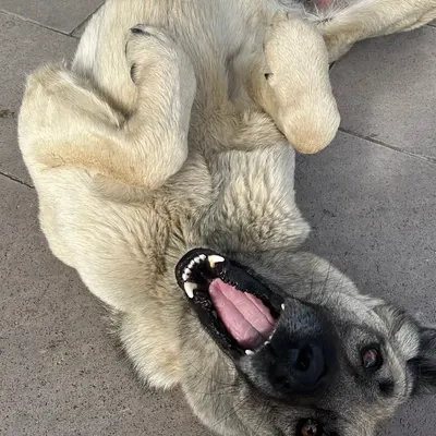 Pascal adlı köpeğin fotoğrafı