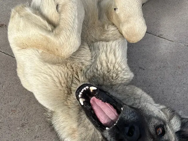 Pascal adlı köpeğin fotoğrafı