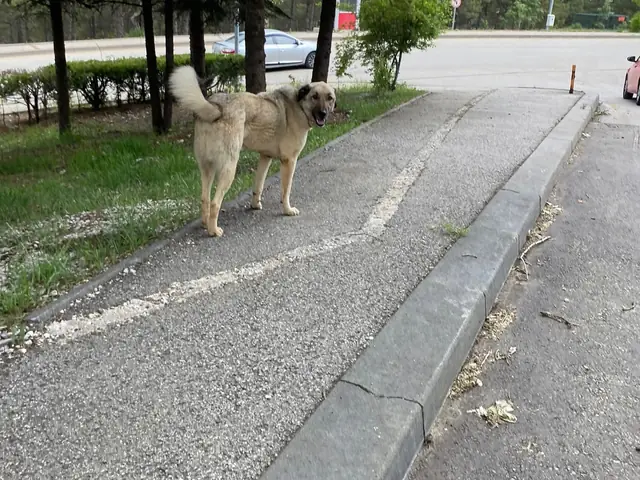 Pascal adlı köpeğin fotoğrafı