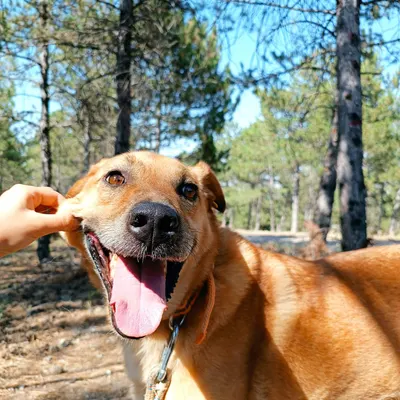 Plüto adlı köpeğin fotoğrafı