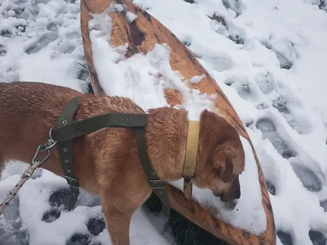 Plüto adlı köpeğin fotoğrafı