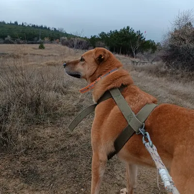 Plüto adlı köpeğin fotoğrafı