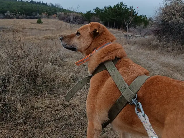 Plüto adlı köpeğin fotoğrafı