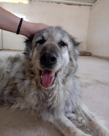 Püskül adlı köpeğin fotoğrafı