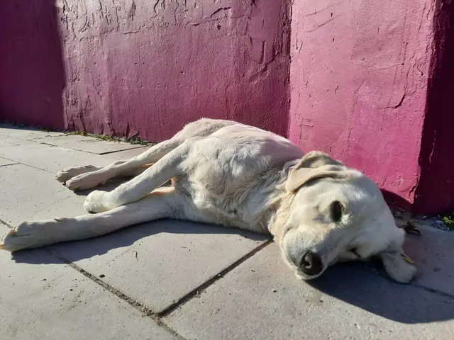 Salep adlı köpeğin fotoğrafı
