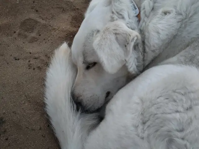 Salep adlı köpeğin fotoğrafı