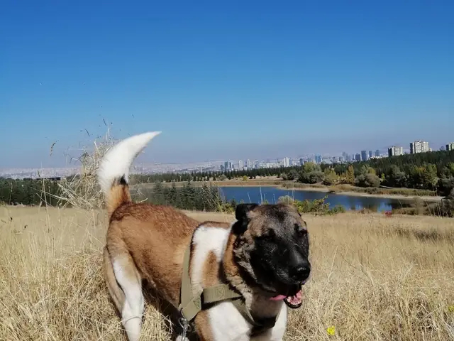 Sedat adlı köpeğin fotoğrafı