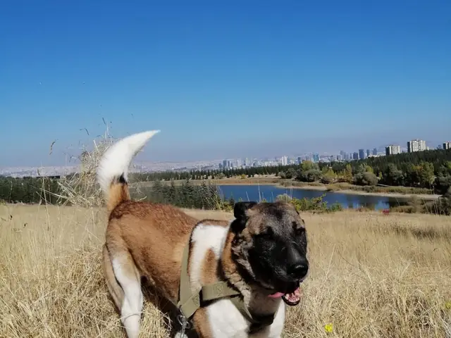 Sedat adlı köpeğin fotoğrafı