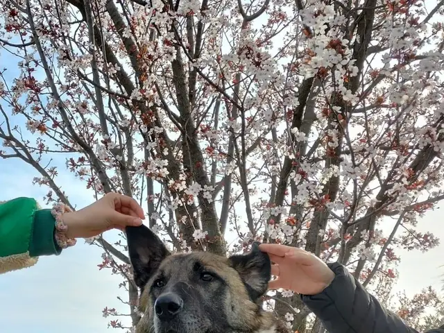 Sedat adlı köpeğin fotoğrafı