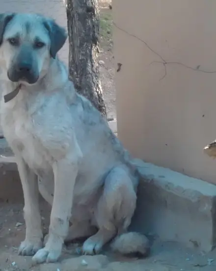 Sezai adlı köpeğin fotoğrafı