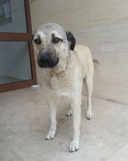 Su adlı köpeğin fotoğrafı