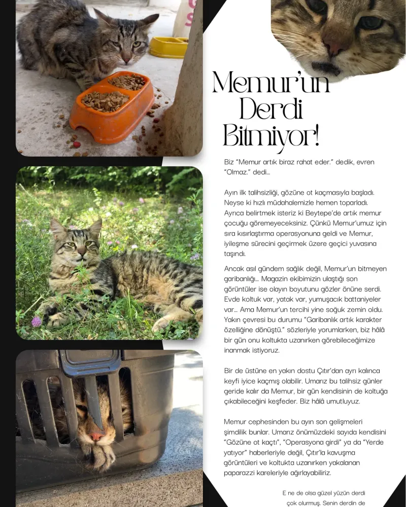 Memur’s troubles continue: a seed in his eye, neutering, and still sleeping on the floor