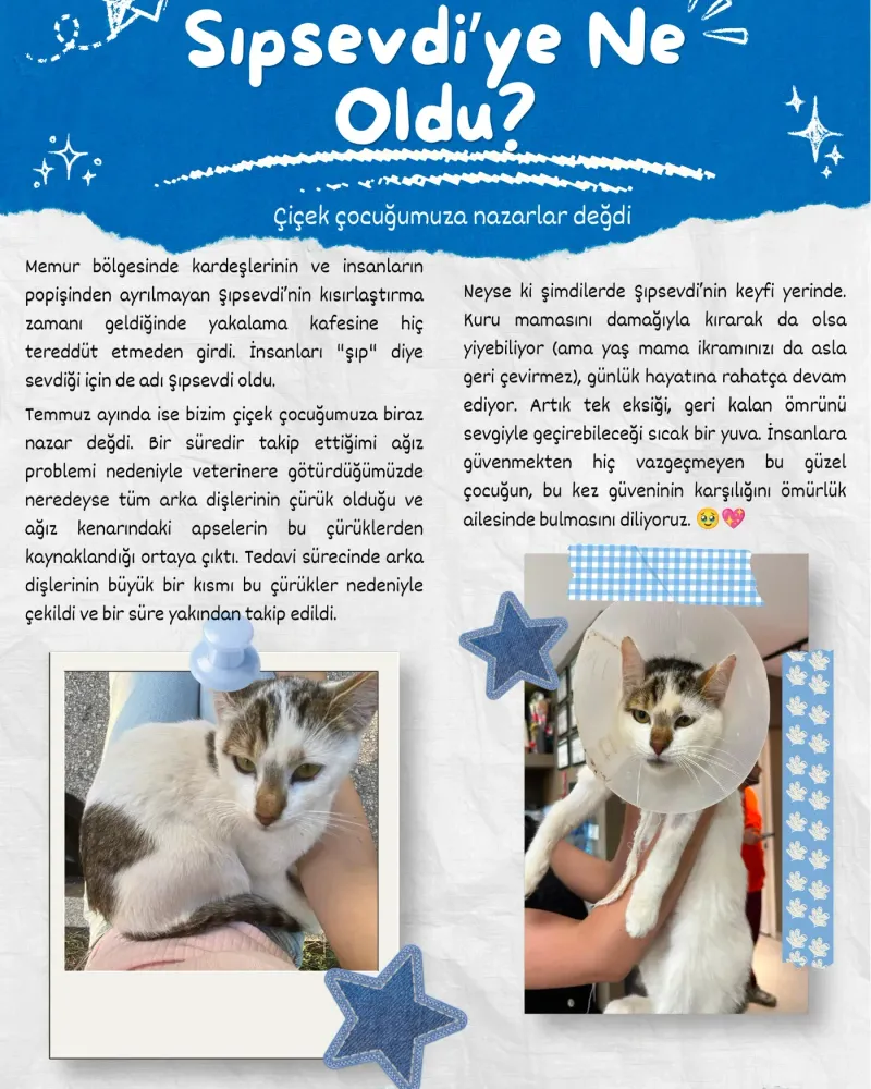 What happened to Şıpsevdi? Dental treatment, and a home still waiting