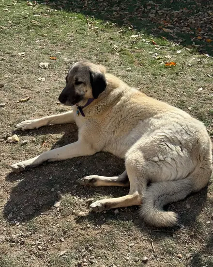 Tepe adlı köpeğin fotoğrafı