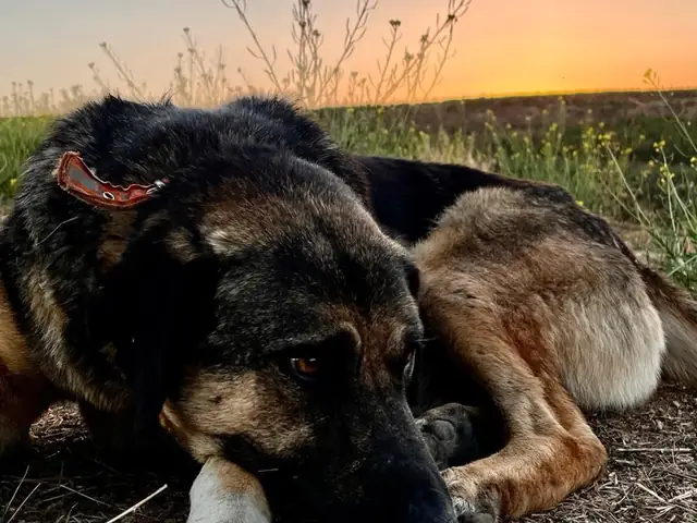 Tosun adlı köpeğin fotoğrafı
