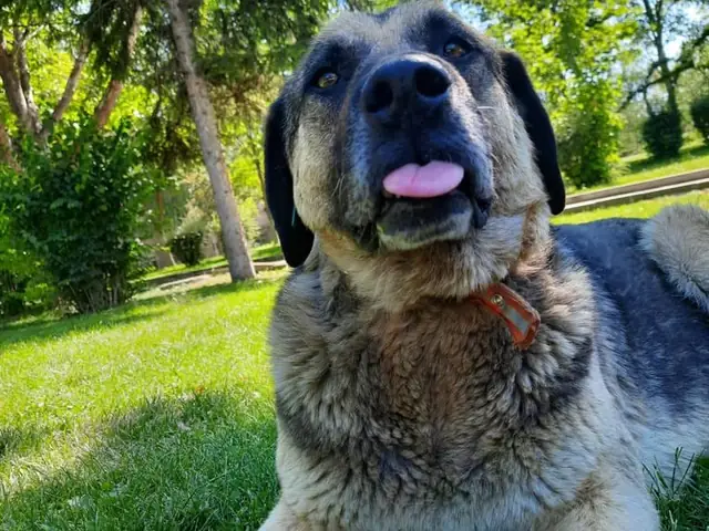 Tosun adlı köpeğin fotoğrafı