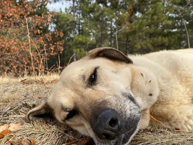 Venüs adlı köpeğin fotoğrafı