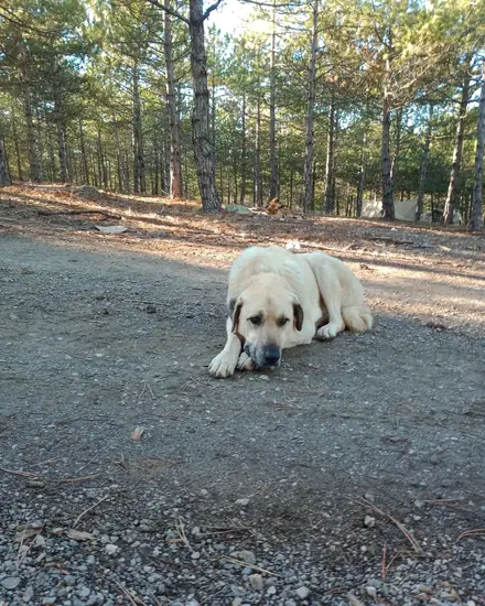 Venüs adlı köpeğin fotoğrafı