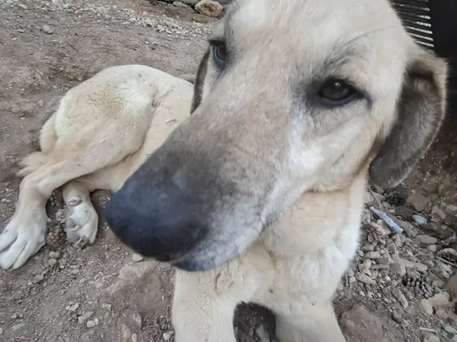 Venüs adlı köpeğin fotoğrafı