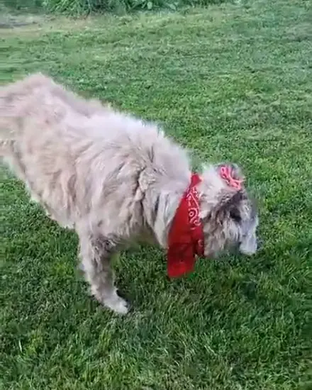 Yelloz adlı köpeğin fotoğrafı