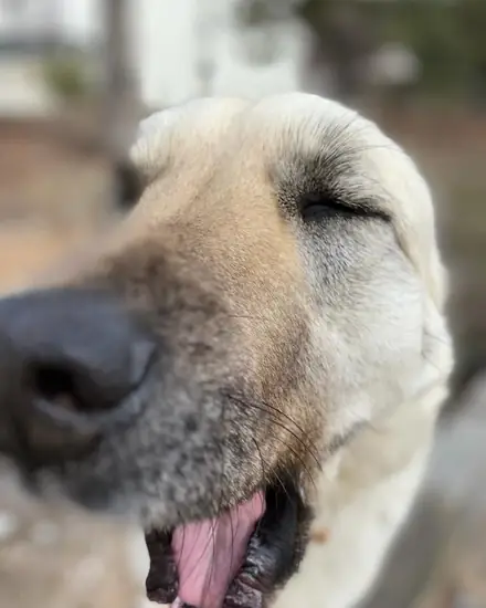 Zarife adlı köpeğin fotoğrafı