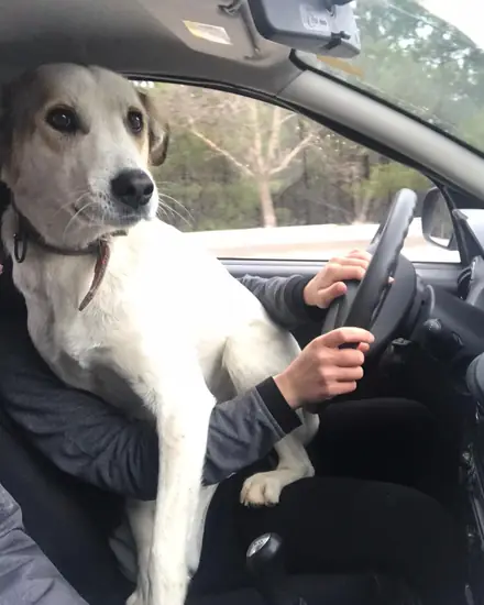 Zorba adlı köpeğin fotoğrafı