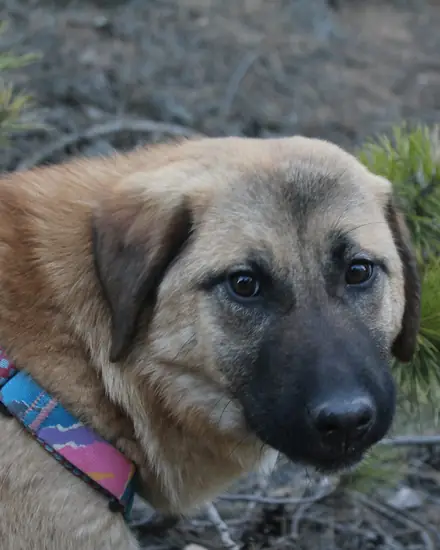 Zühre adlı köpeğin fotoğrafı